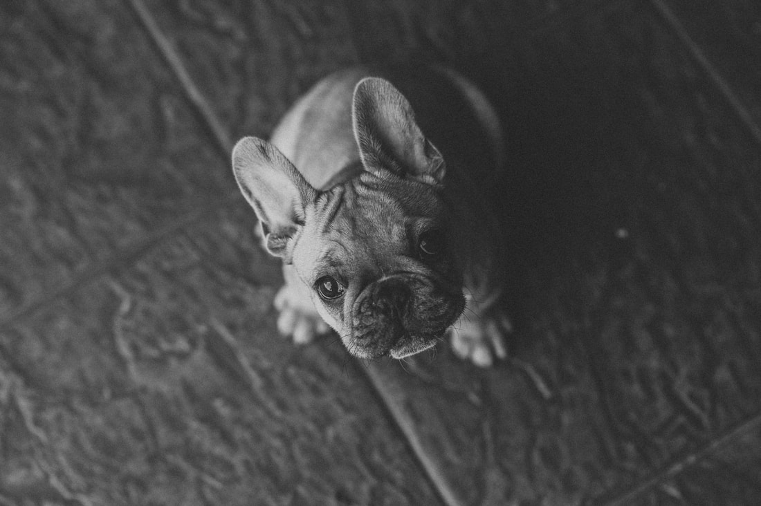 New Owners Photo Album - ADELAIDE FRENCH BULLDOGS - MOSAC